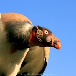 King Vulture (Sarcoramphus papa) with a blue sky background, belonging to a wild animal rental company. San Diego, California